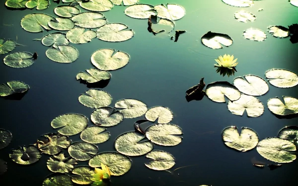 HD desktop wallpaper showing a serene nature scene with water lilies floating on calm water, illuminated by soft sunlight.