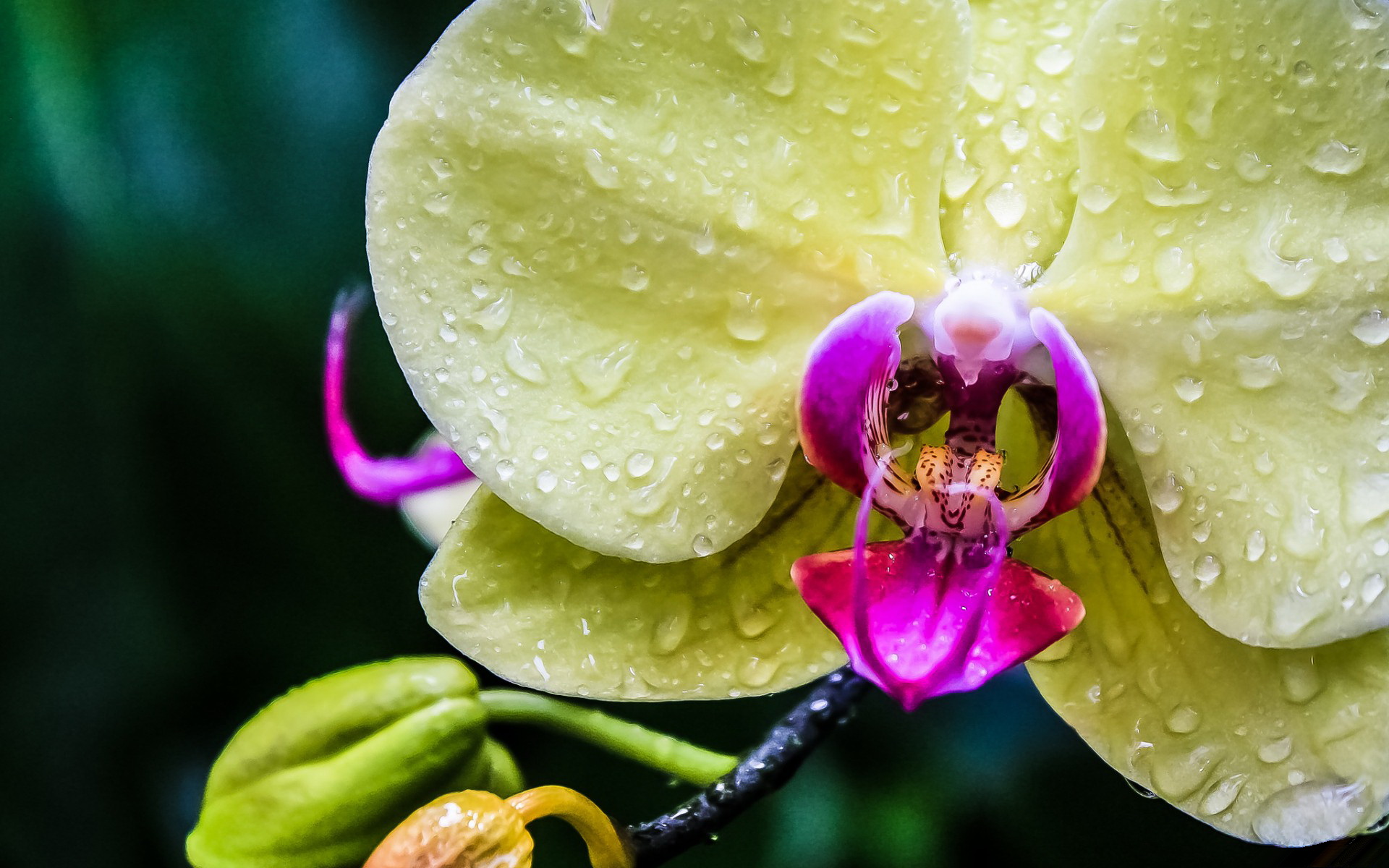 Nature Orchid HD Wallpaper