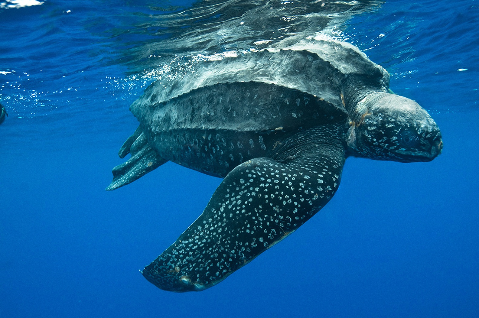 Leatherback Sea Turtle