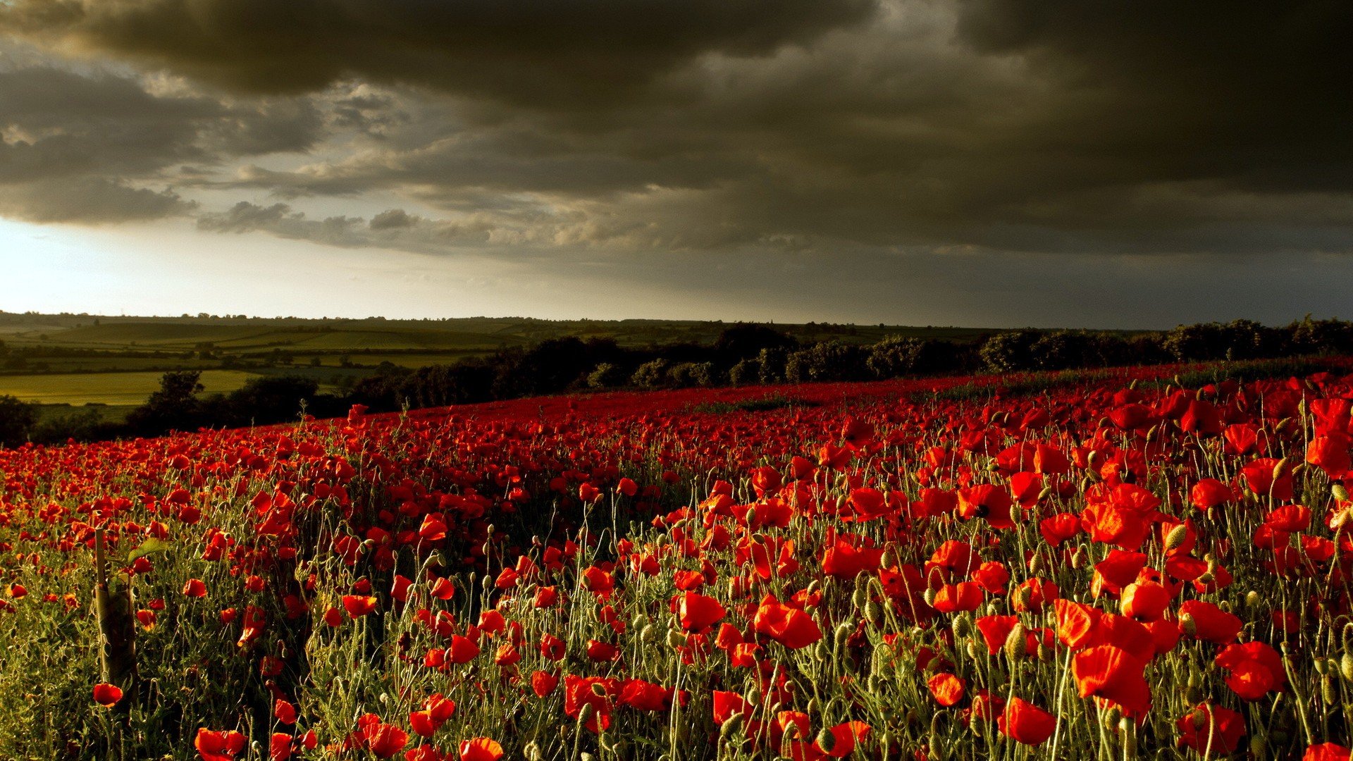 A striking HD wallpaper of a poppy field under a dramatic sky, showcasing vibrant red flowers swaying gently in a lush green landscape. Perfect nature backdrop for any desktop.