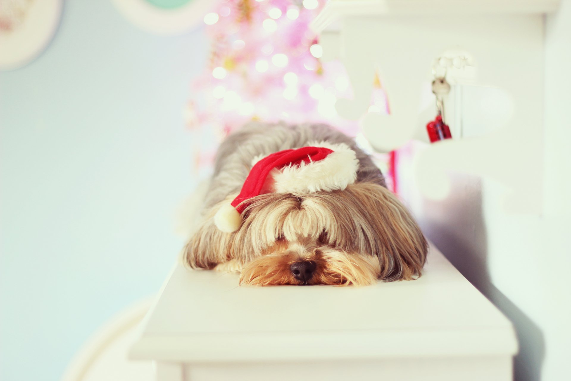 A 4K Ultra HD desktop wallpaper featuring a Yorkshire Terrier dog wearing a small Santa hat, resting on a white surface with soft holiday lights in the background.