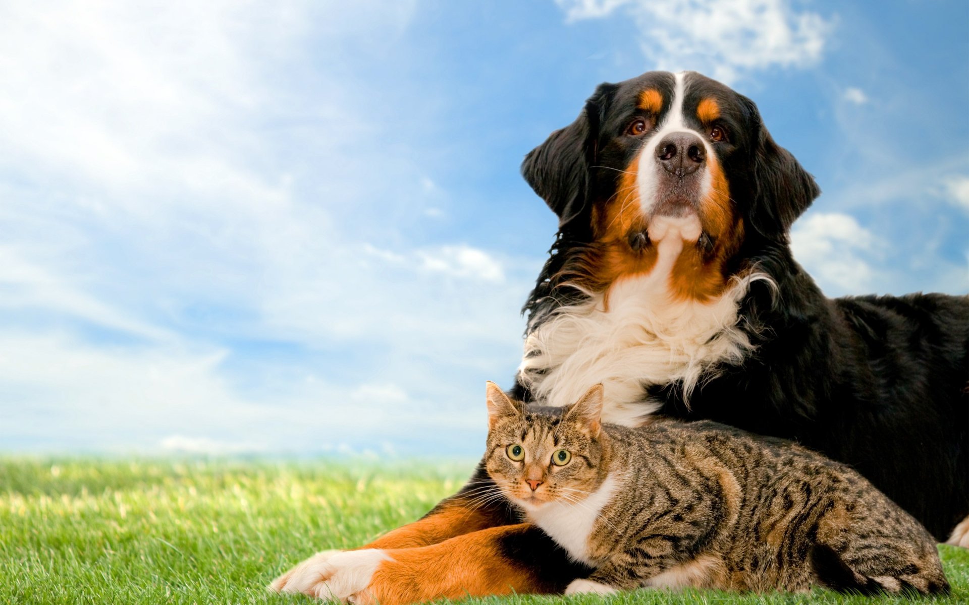 A serene HD desktop wallpaper featuring a cat and a dog relaxing together on green grass under a bright blue sky, capturing a peaceful moment of animal companionship.