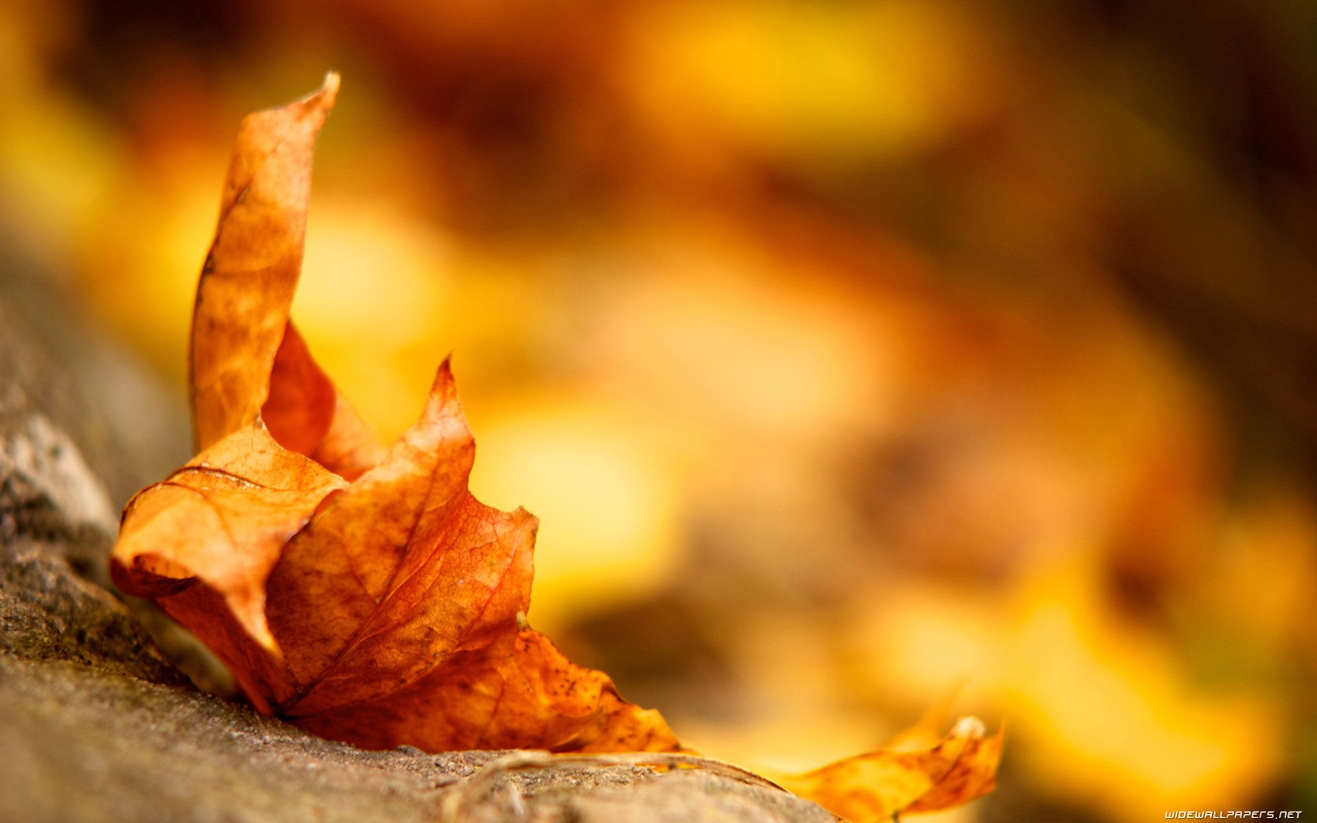 HD PC desktop wallpaper and background: close-up of an orange autumn leaf resting on a rock with warm golden bokeh — nature, leaf.