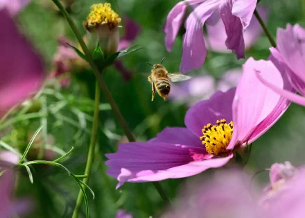 Animal bee HD Desktop Wallpaper | Background Image
