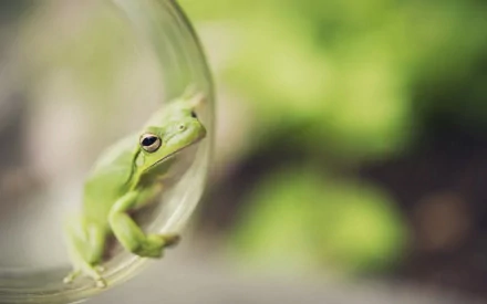 Close-up of a green frog perched on a transparent surface with a soft-focus green background, captured in HD for a detailed PC desktop wallpaper.