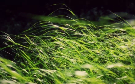 HD PC desktop wallpaper showing vibrant green grass gently swaying in natural light against a dark, blurred background, capturing the beauty of nature.