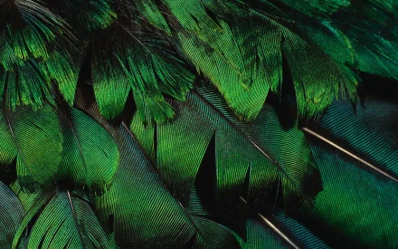photography feather HD Desktop Wallpaper | Background Image
