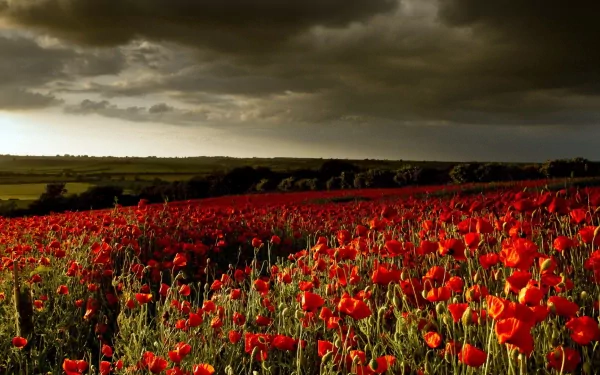 A striking HD wallpaper of a poppy field under a dramatic sky, showcasing vibrant red flowers swaying gently in a lush green landscape. Perfect nature backdrop for any desktop.