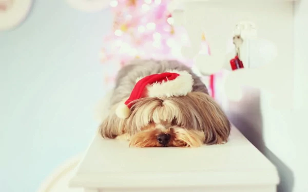 A 4K Ultra HD desktop wallpaper featuring a Yorkshire Terrier dog wearing a small Santa hat, resting on a white surface with soft holiday lights in the background.