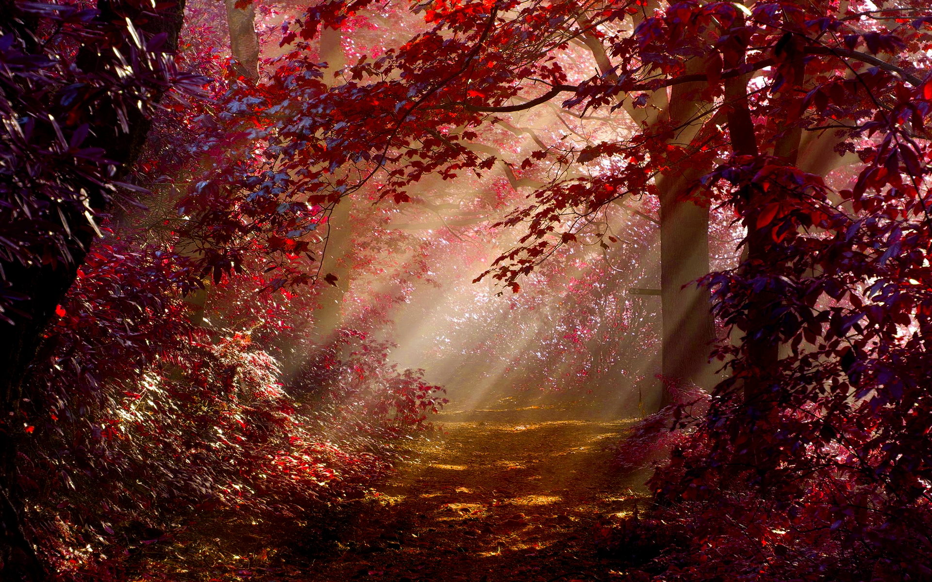 Nature Forest HD Wallpaper | Background Image
