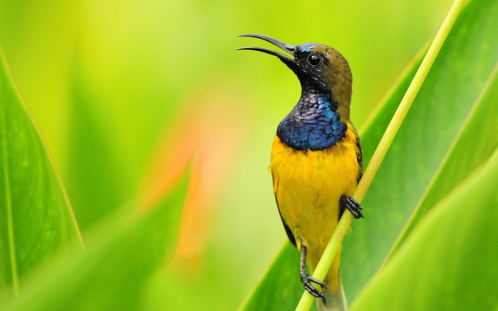 Hummingbird HD Wallpaper | Background Image | 1920x1200