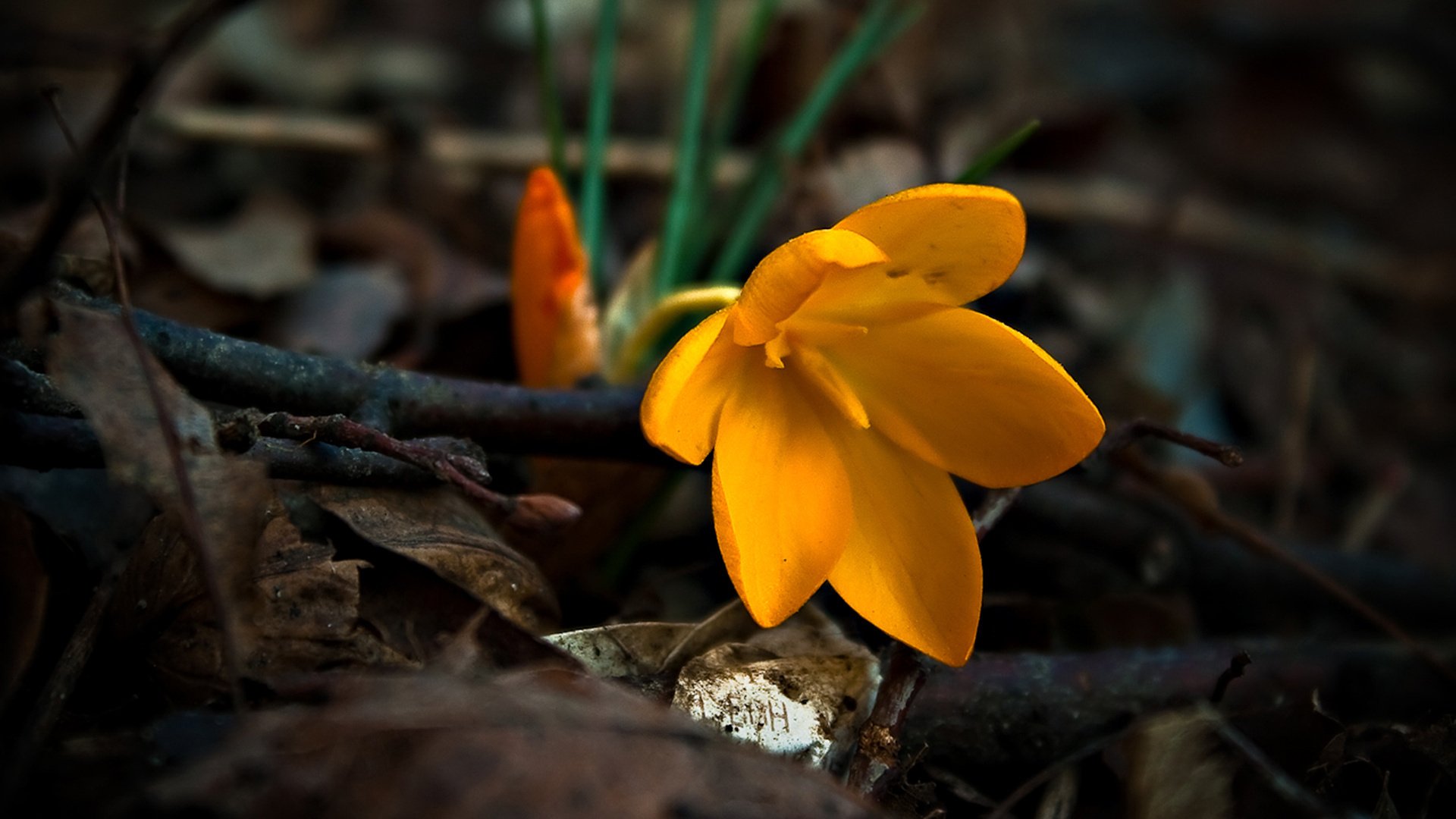 A vibrant orange flower blooms amid dry leaves and twigs in a detailed nature scene, captured in HD quality for a PC desktop wallpaper and background.