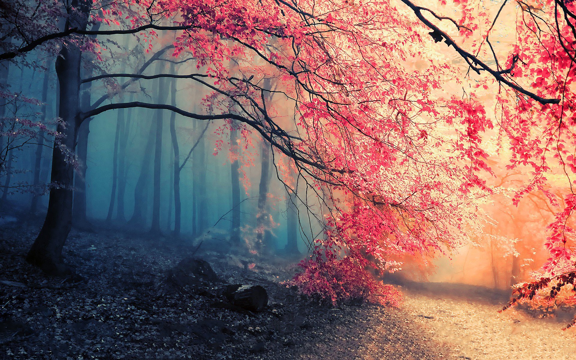 Autumn Misty Forest Path HD Wallpaper 1920x1200 Wallpaper Abyss