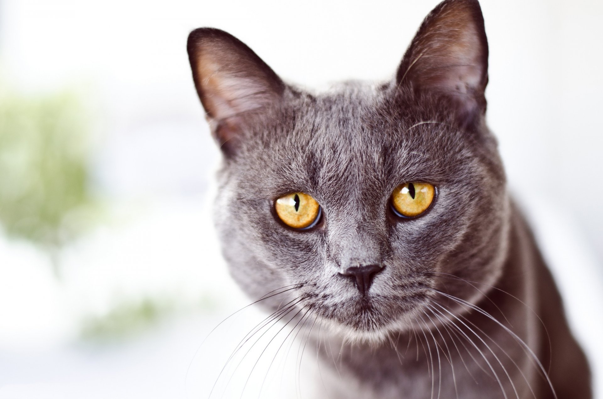 Кот с желтыми глазами порода