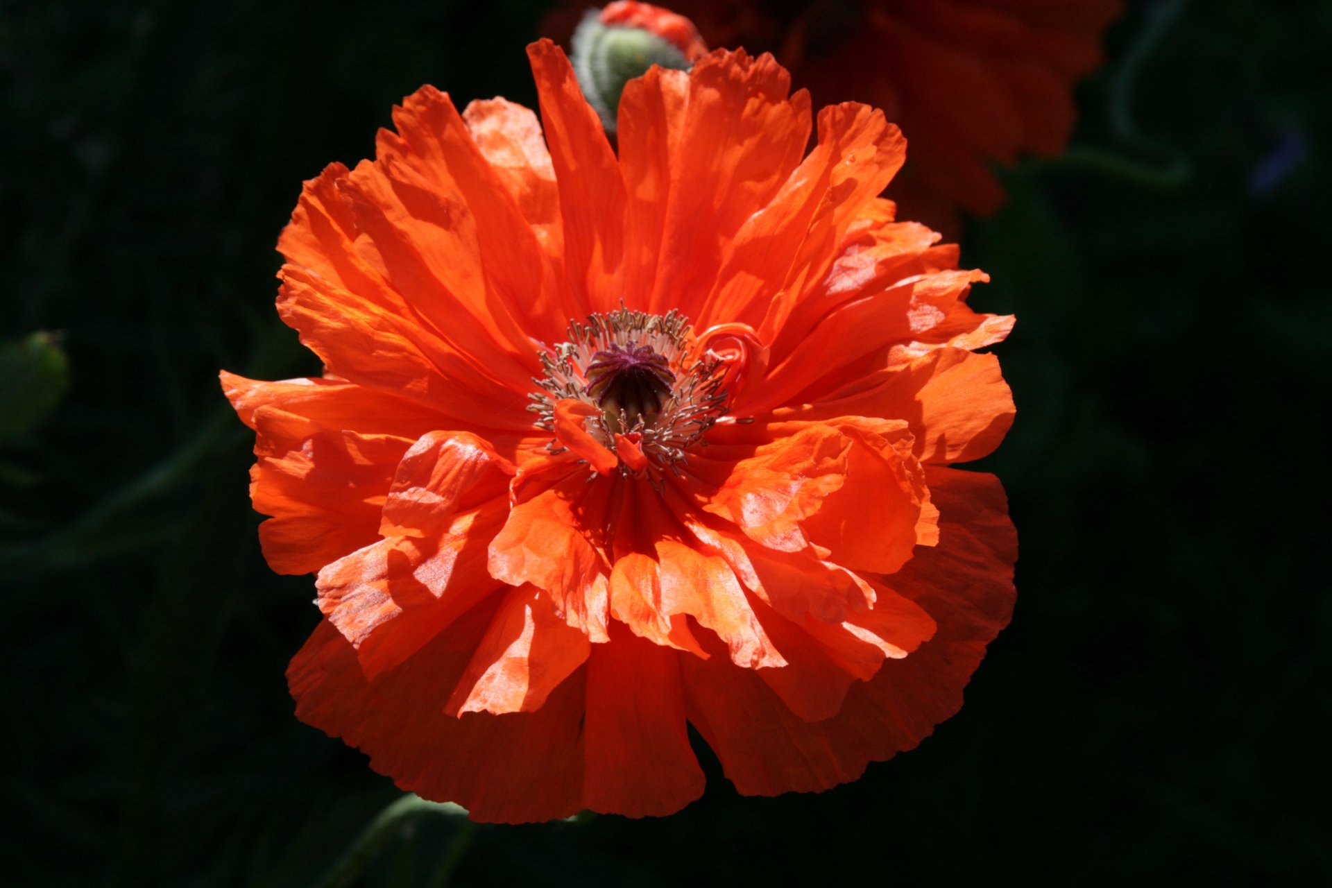 Amapola 4k Ultra Fondo de pantalla HD | Fondo de Escritorio | 3888x2592