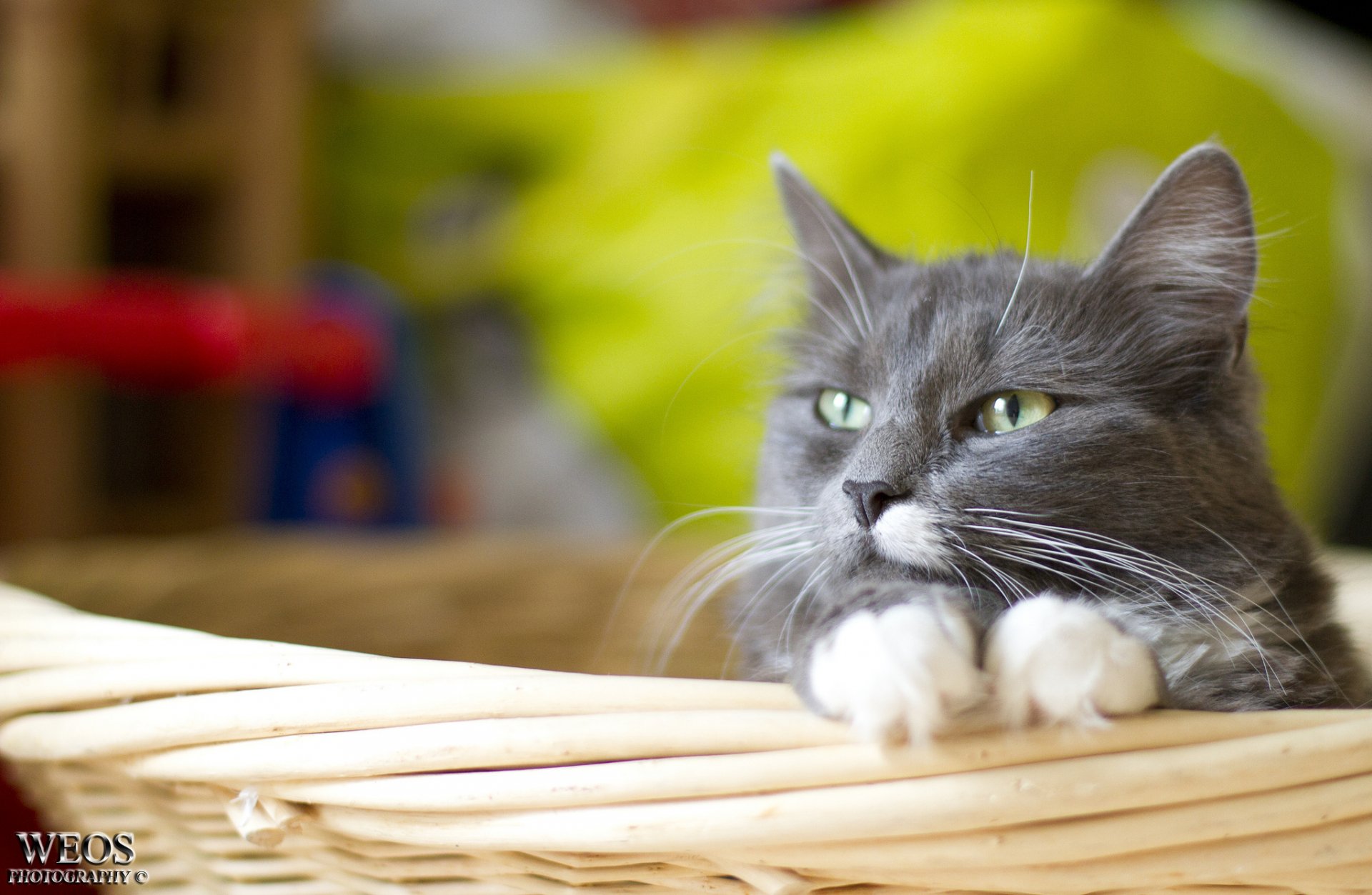 HD desktop wallpaper featuring a gray cat with white paws resting in a wicker basket, set against a soft-focus, colorful background.