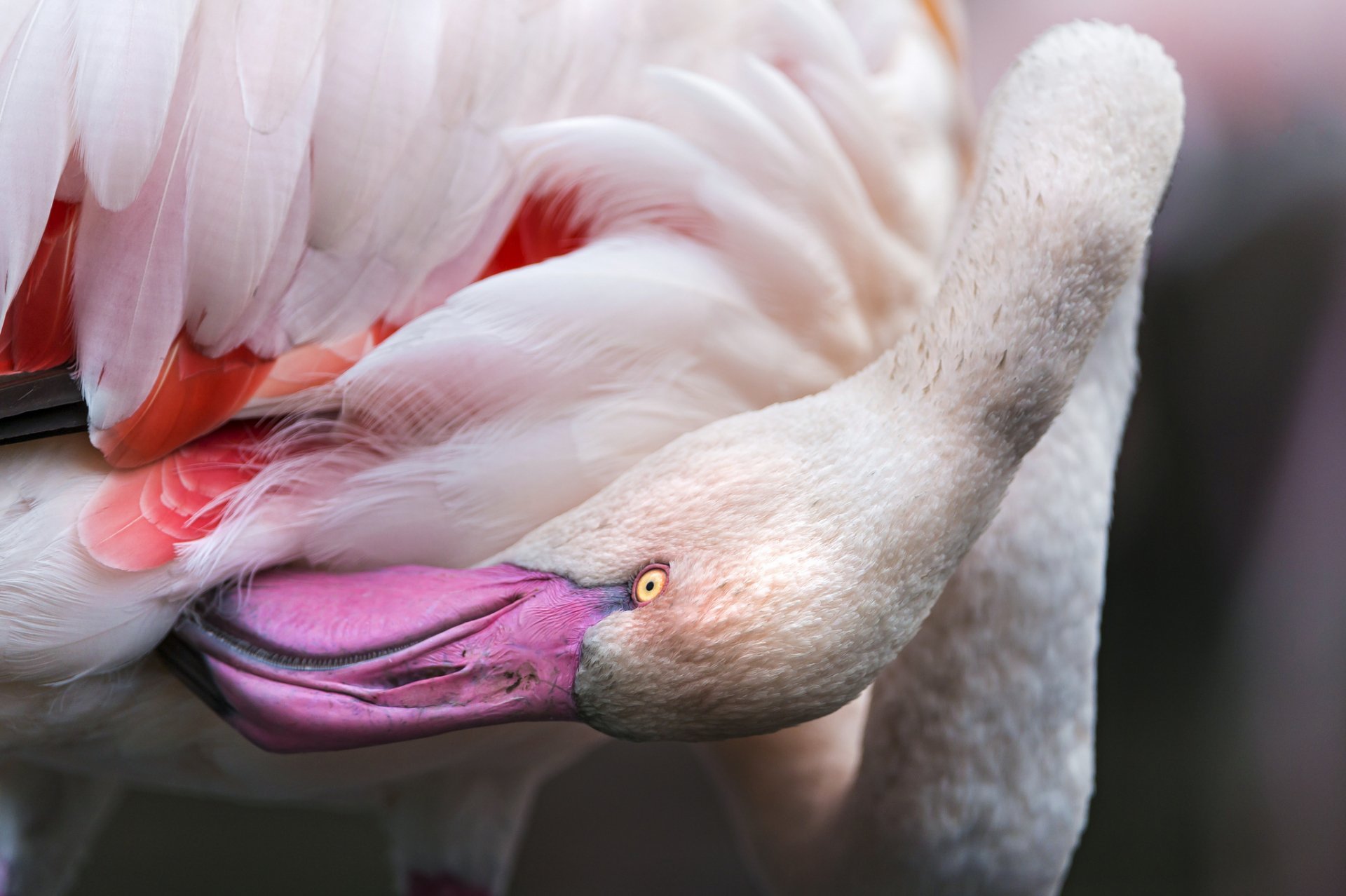 Close-up HD desktop wallpaper of a flamingo with soft pink and white feathers, showcasing the bird’s graceful neck and vibrant beak.