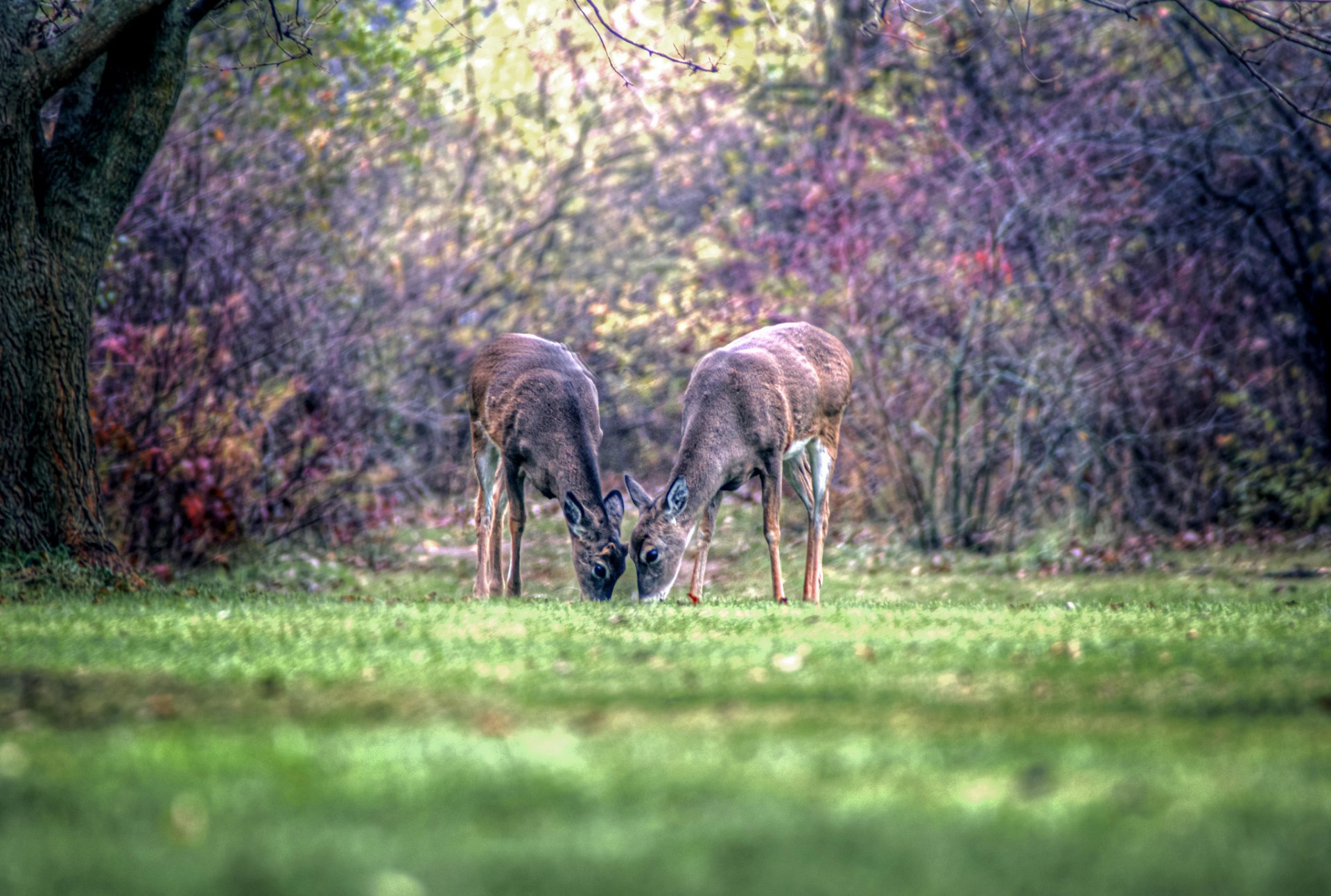 HD PC desktop wallpaper featuring two deer locking antlers on a green field with a softly blurred forest background.