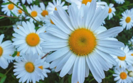 HD desktop wallpaper featuring a close-up of vibrant white daisies with yellow centers amidst green foliage in a natural setting.