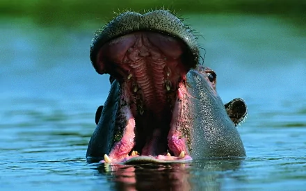 A vivid HD desktop wallpaper featuring a hippo with its mouth wide open, surrounded by water, showcasing the animal's impressive features and natural habitat.