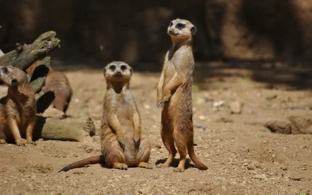 A captivating HD desktop wallpaper featuring a group of meerkats in a natural setting, with two standing alert amidst a dry, sandy environment.