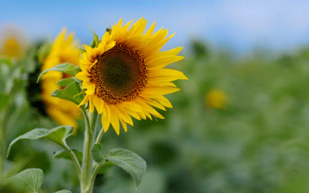 A vibrant sunflower stands tall against a blurred field of greenery, showcasing nature's beauty in this HD desktop wallpaper. Bright yellow petals radiate warmth under a clear blue sky.