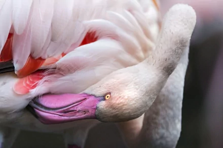 Close-up HD desktop wallpaper of a flamingo with soft pink and white feathers, showcasing the bird’s graceful neck and vibrant beak.