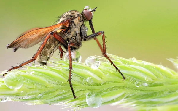 HD desktop wallpaper showcasing a detailed close-up of a mosquito perched on a green plant stem with water droplets against a soft green background.