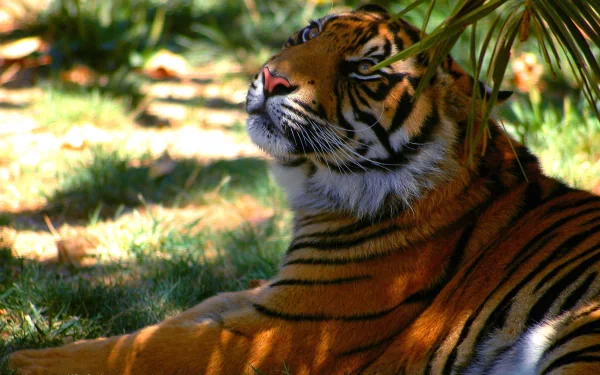 HD desktop wallpaper of a majestic tiger lying in dappled sunlight surrounded by greenery, showcasing its vibrant orange and black striped fur.