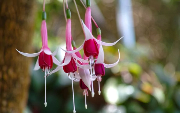 Close-up of fuchsia flowers with vibrant pink and white petals, set against a blurred natural background, creating a serene and colorful desktop wallpaper.