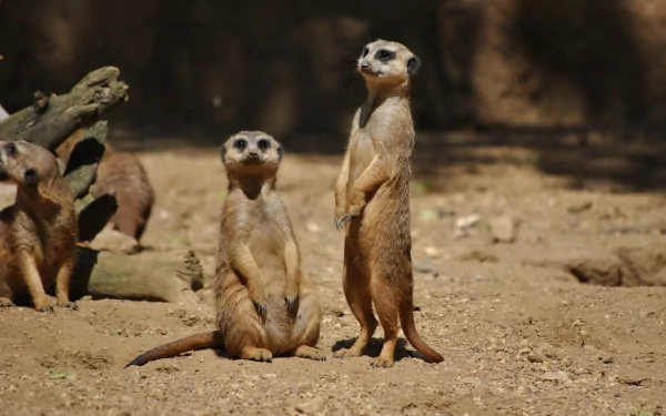 A captivating HD desktop wallpaper featuring a group of meerkats in a natural setting, with two standing alert amidst a dry, sandy environment.