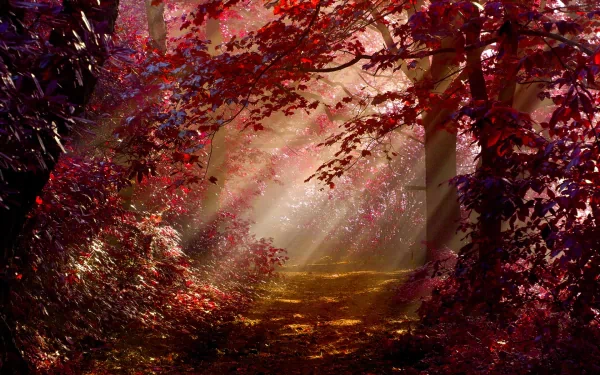 A foggy forest path lined with vibrant fall foliage. Sunlight filters through the trees, illuminating the muddy road and creating a serene, enchanting atmosphere.