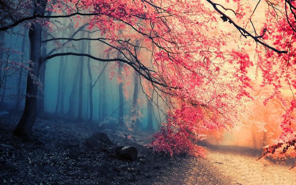 Nature Forest Fall Fog Path Tree HD Wallpaper | Background Image