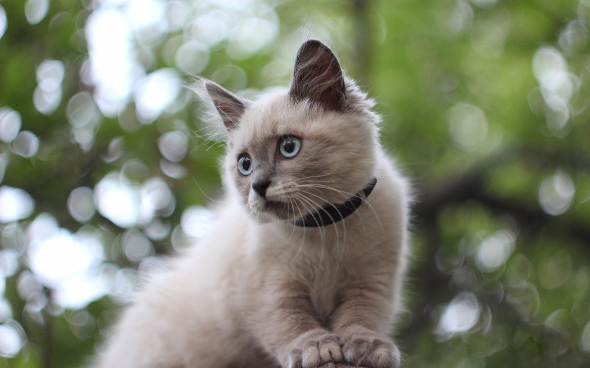 A fluffy cat with striking blue eyes gazes contemplatively amidst a blurred green background, making for an engaging HD PC desktop wallpaper and background.
