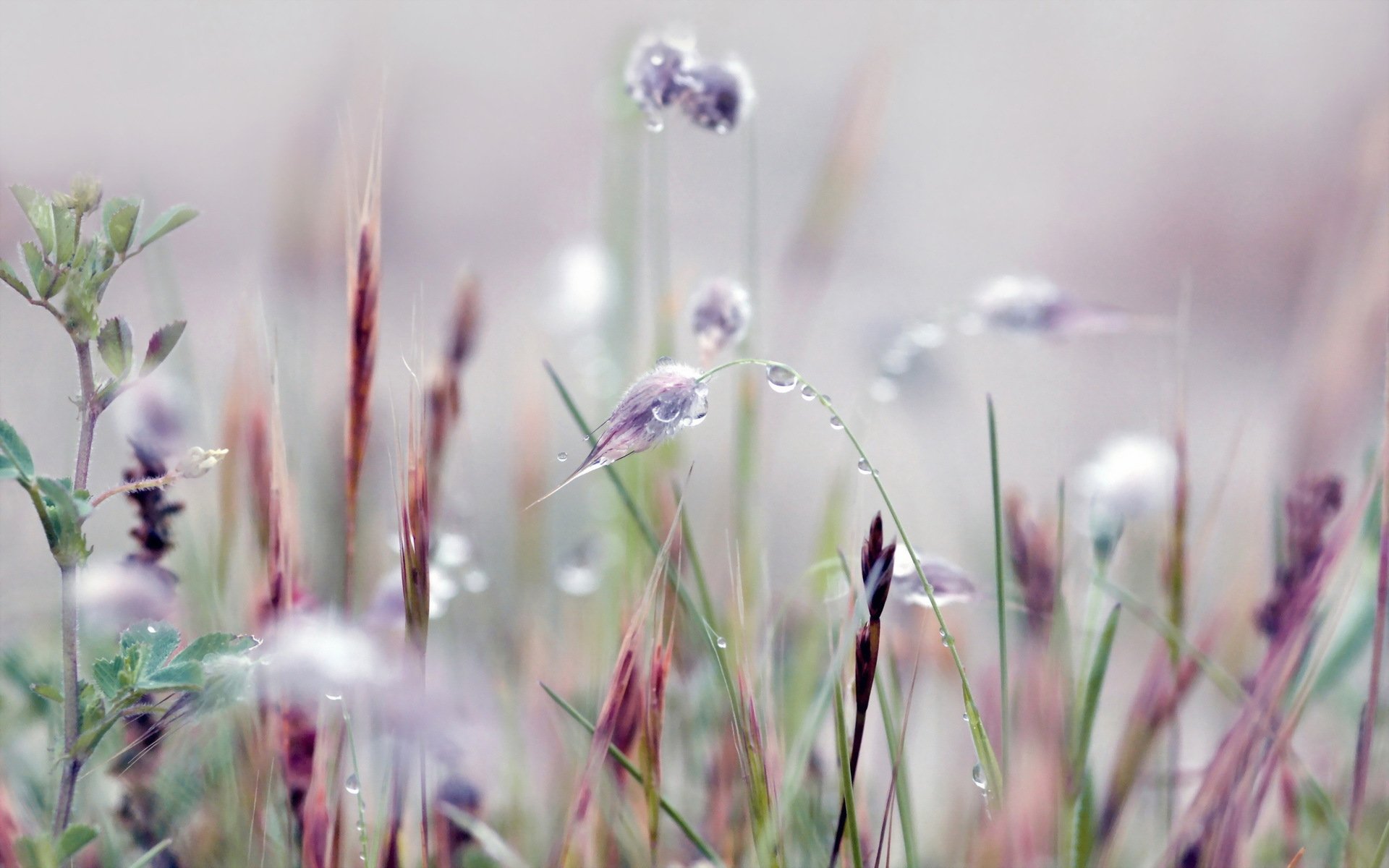 HD PC desktop wallpaper featuring delicate grass and wildflowers with soft purple and green tones in a serene natural setting.