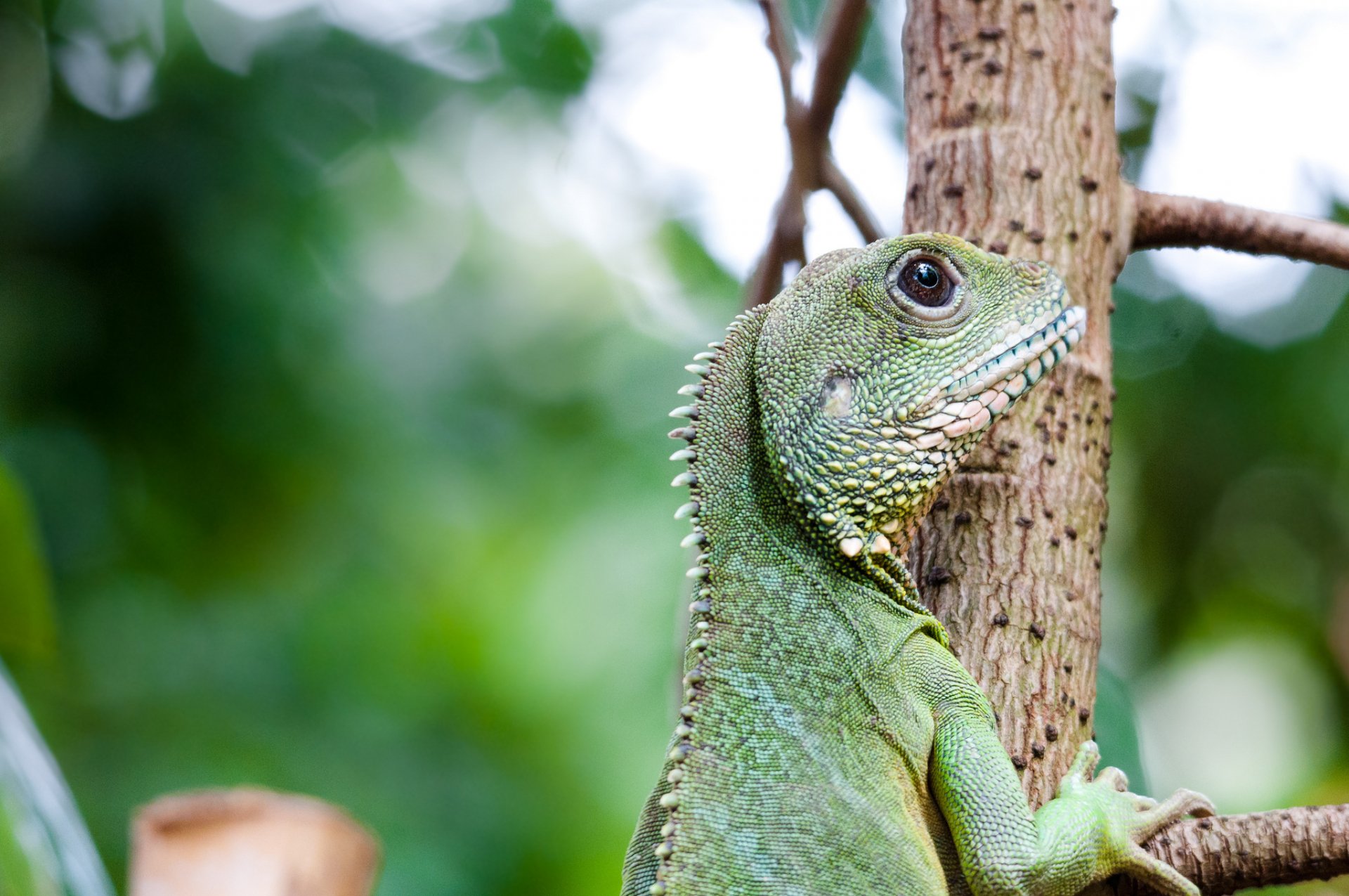  Iguana  HD Wallpaper  Background Image 2048x1360 ID 