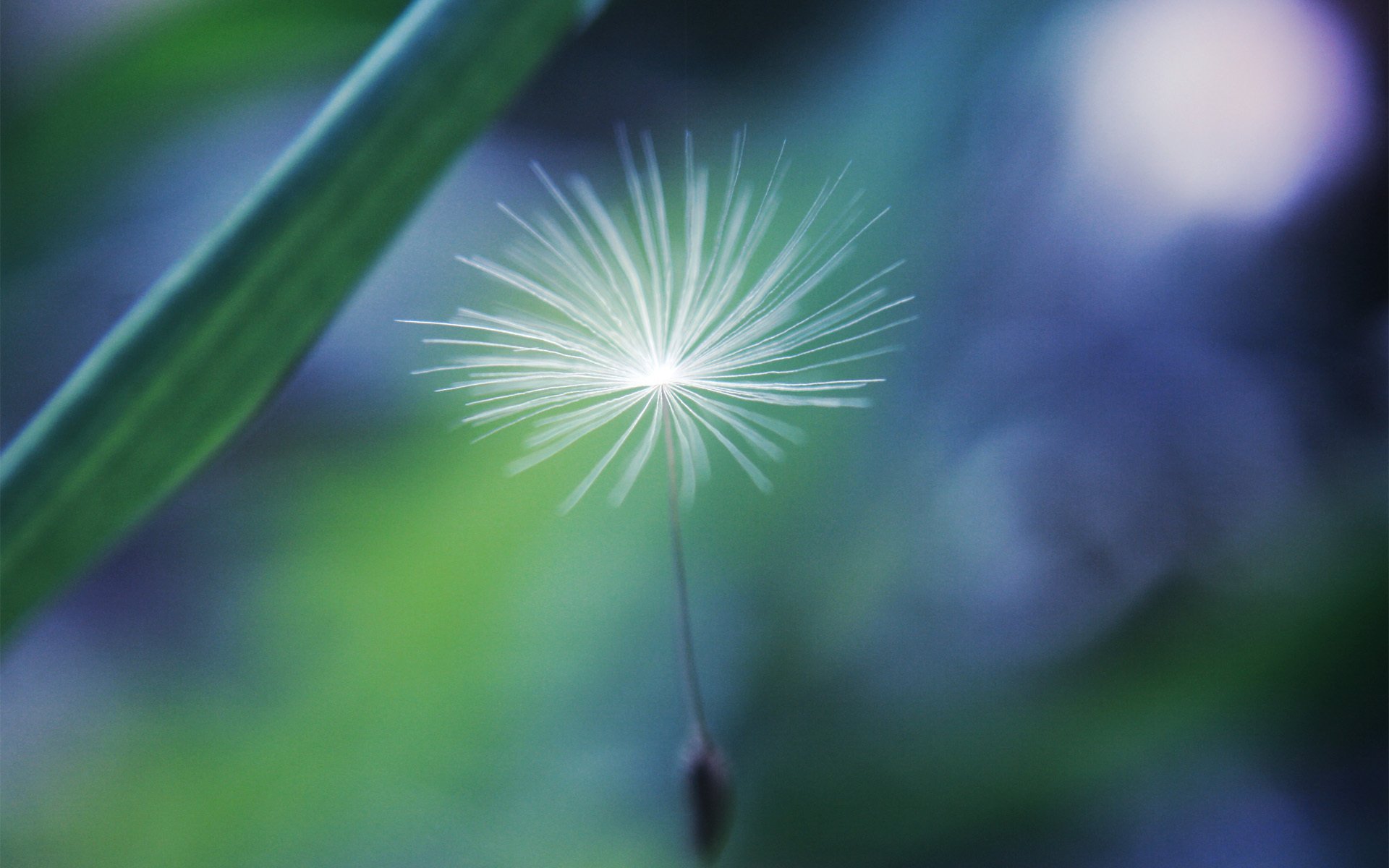 Close-up HD desktop wallpaper of a delicate dandelion seed resting on a green blade, set against a soft, blurred natural background.