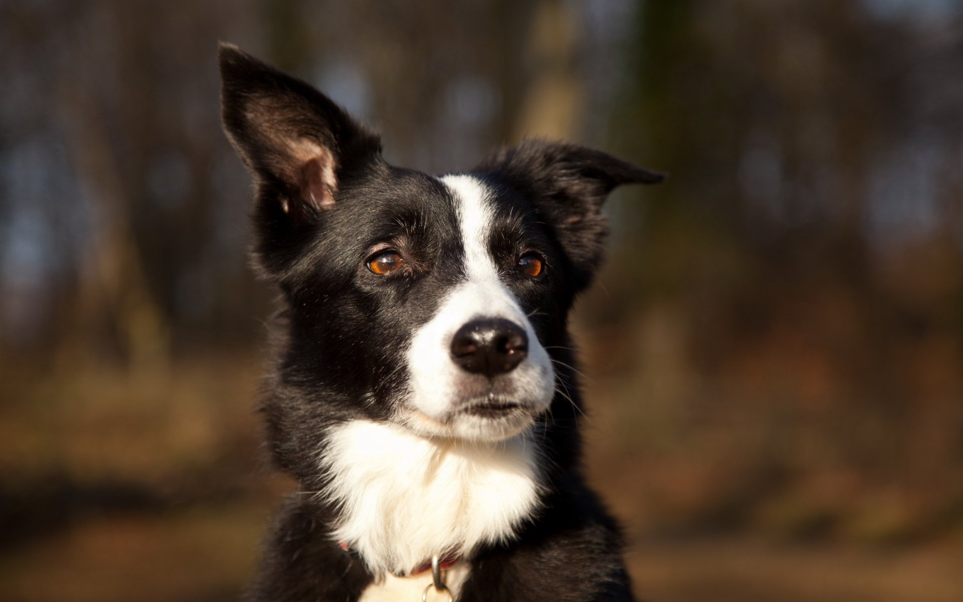 HD PC desktop wallpaper featuring a close-up of a black and white Border Collie dog with a blurred natural background.