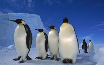 emperor penguin screensaver