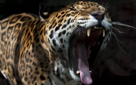 HD desktop wallpaper featuring a close-up of a jaguar with its mouth open, showcasing sharp teeth and detailed fur patterns.