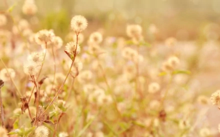 HD desktop wallpaper featuring delicate dandelion flowers in a soft, golden natural setting.