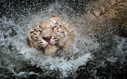 HD desktop wallpaper featuring a white tiger playfully splashing in water. The tiger's head is partially submerged, creating dynamic waves and water droplets.