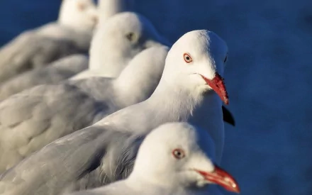 Animal seagull HD Desktop Wallpaper | Background Image