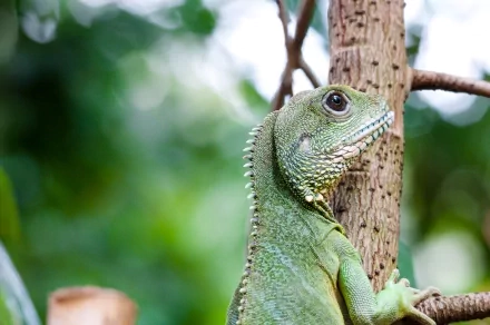 Animal iguana HD Desktop Wallpaper | Background Image
