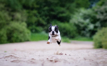 A playful French Bulldog leaps through a sandy area, surrounded by lush greenery, showcasing its energetic spirit in this HD desktop wallpaper.