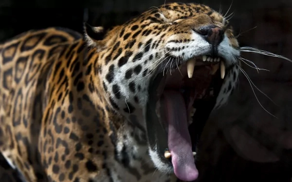 HD desktop wallpaper featuring a close-up of a jaguar with its mouth open, showcasing sharp teeth and detailed fur patterns.