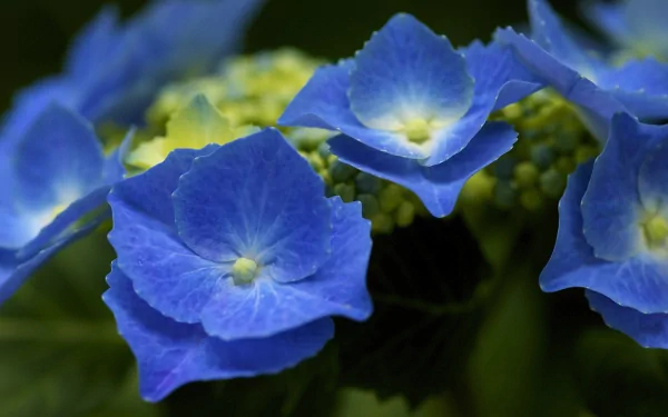 Close-up of vibrant blue hydrangea flowers against a dark green backdrop, showcasing the intricate details of nature. This HD image serves as a stunning desktop wallpaper.