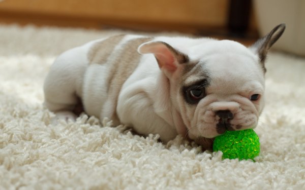 662 Puppy HD Wallpapers | Background Images - Wallpaper Abyss - Page 3