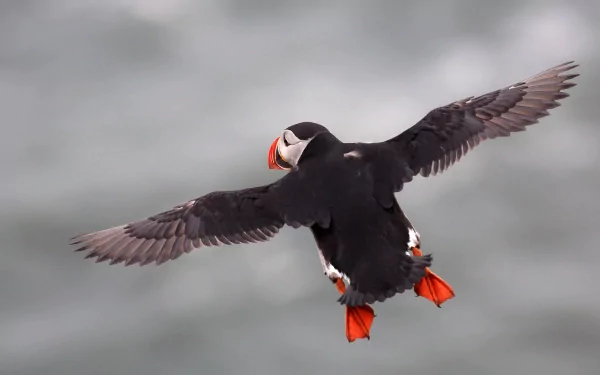 A vibrant puffin in flight against a soft, blurred seascape, capturing the essence of wildlife in this stunning HD desktop wallpaper and background.