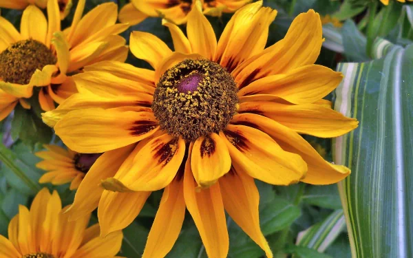 HD desktop wallpaper featuring a close-up of vibrant orange sunflowers surrounded by green foliage, showcasing the beauty of nature in full bloom.